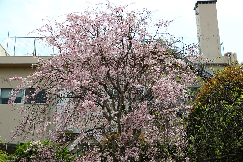 しだれ桜Ｄ.jpg