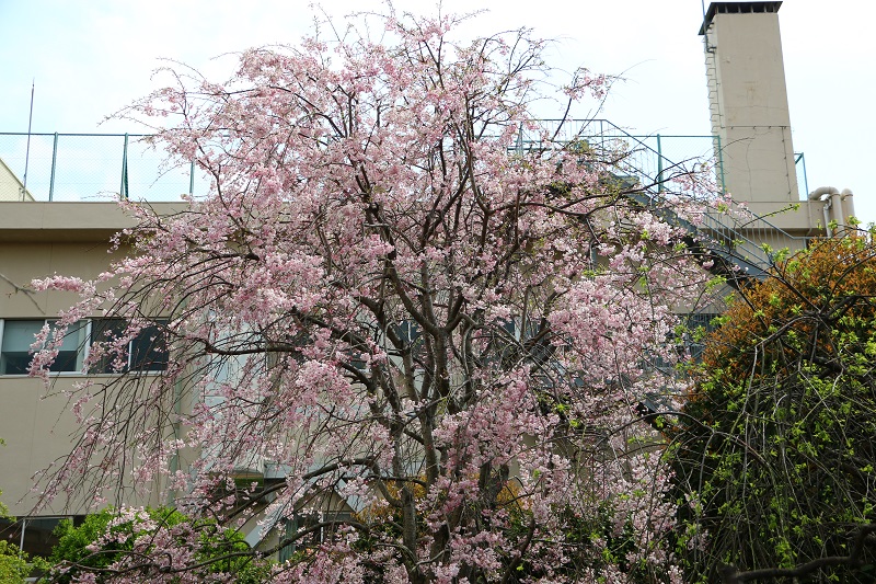 春爛漫Ⅲ　～しだれ桜～