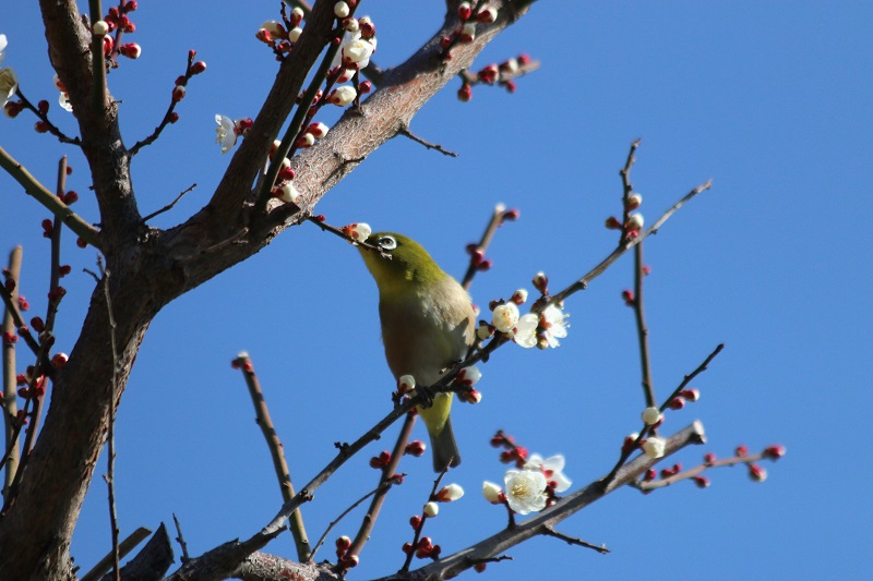 ２月になりました。