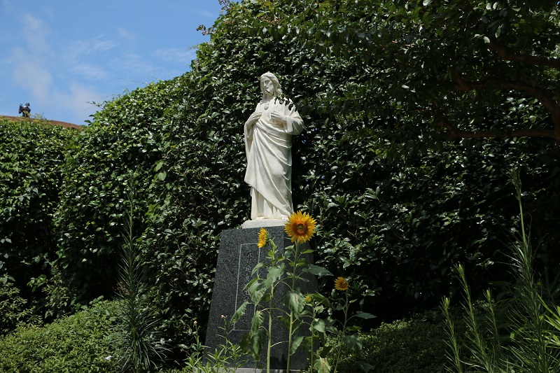 暑いですが夏の花は頑張っています。