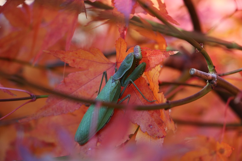 カマキリ.jpg