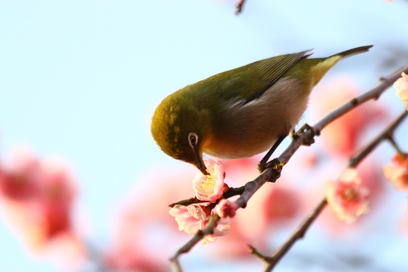 紅梅とメジロ