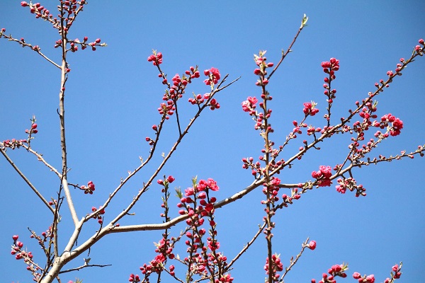 花の季節が参りました。