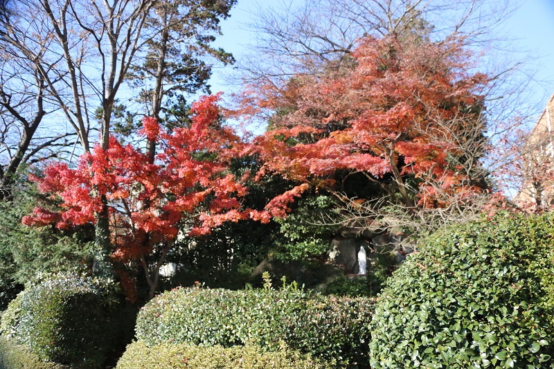 ～師走 ・ 紅葉（モミジ）の風景～