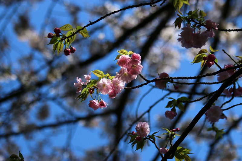 春爛漫Ⅱ　～八重桜～