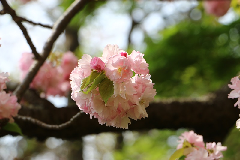 八重桜Ｅ.jpg