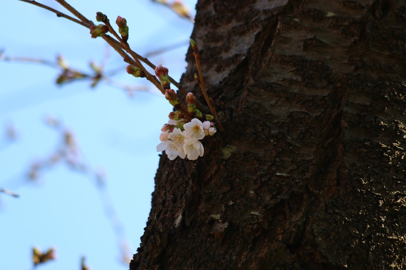 桜開花２６.jpg