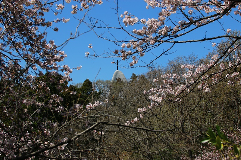 春爛漫　～桜満開～