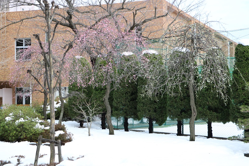 雪、梅.jpg