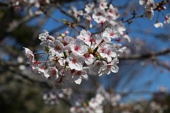 大学合格状況（2020年4月）