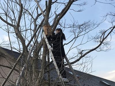 シジュウカラが巣立ちました！