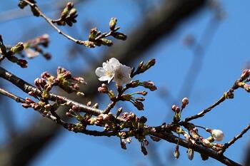 トップ画像用に聖園の桜.jpeg