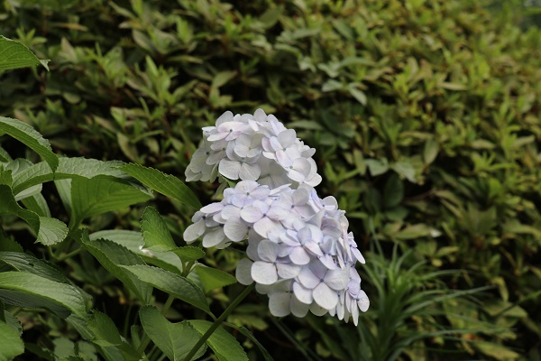 梅雨の花「アジサイ」