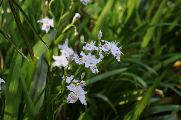 　暖かさに誘われて花が咲き始めました。