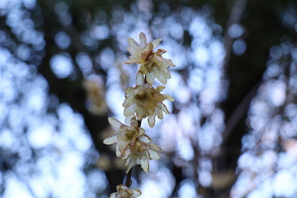 新春　～花・実を見つけました～