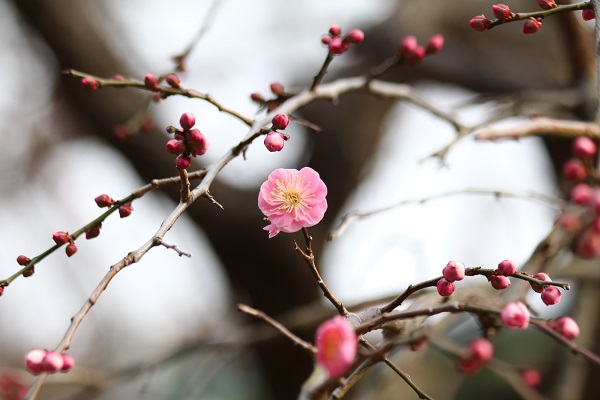 梅の花と冬鳥