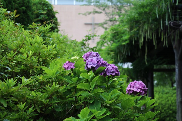 梅雨の代名詞！