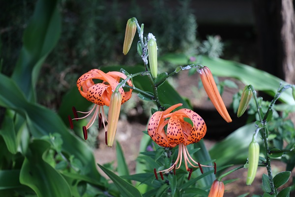 夏の鮮やかな花々！