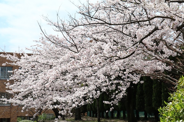 桜満開！！