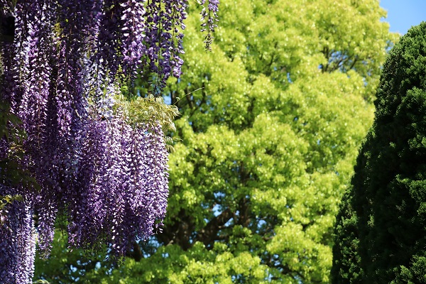 「風薫る５月」になりました！