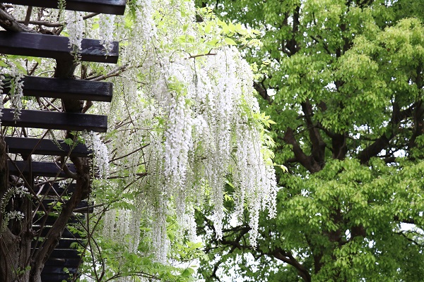 「新緑・色とりどりの花！」