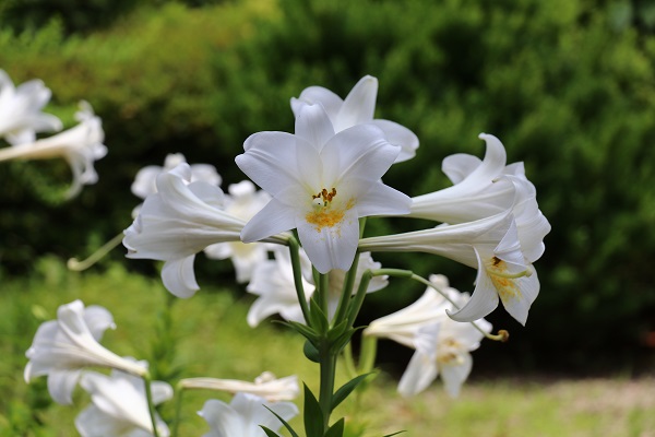 梅雨の合間の草花