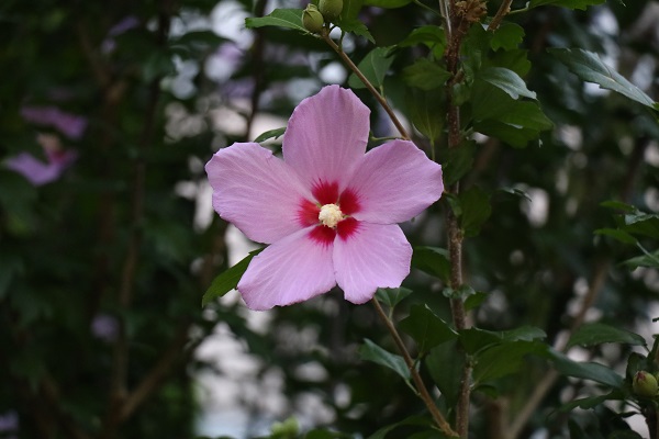 盛夏の花々！