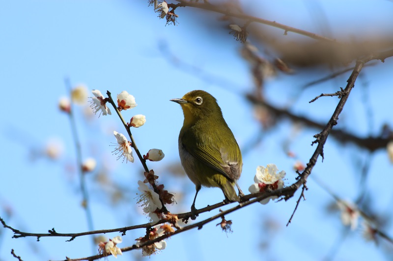 春を告げる鳥＜メジロ＞～白梅の枝の上で～