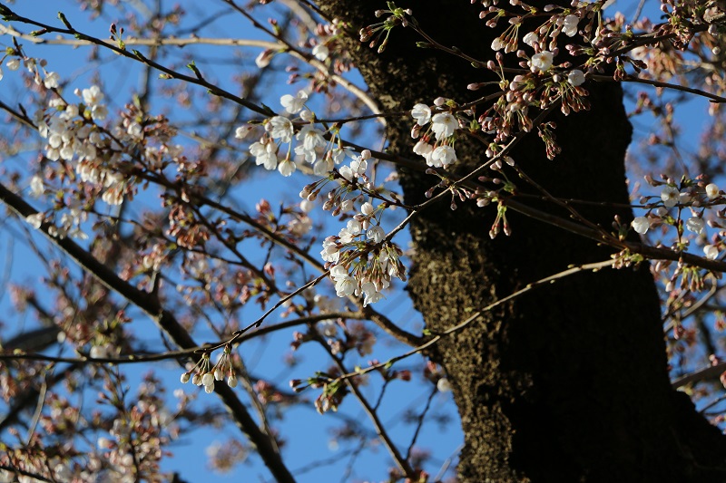 桜が咲き始めました。