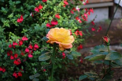 バラの花が咲きました！