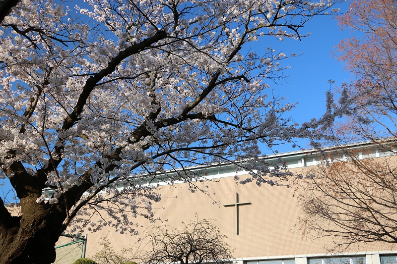 桜が満開です！！