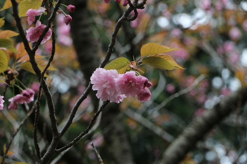 ～八重桜～　ミッションスクールにぴったりの花言葉