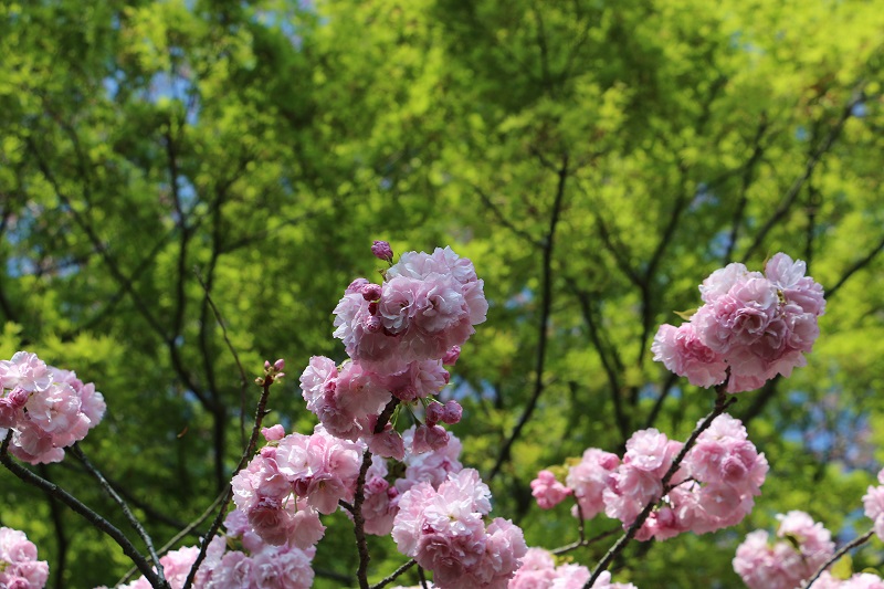 ＜ルルド＞　～八重桜風景～