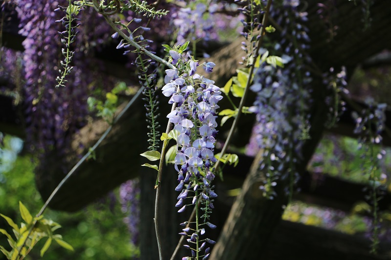 新緑の季節Ⅰ～藤の花～ Japapanese wisteria