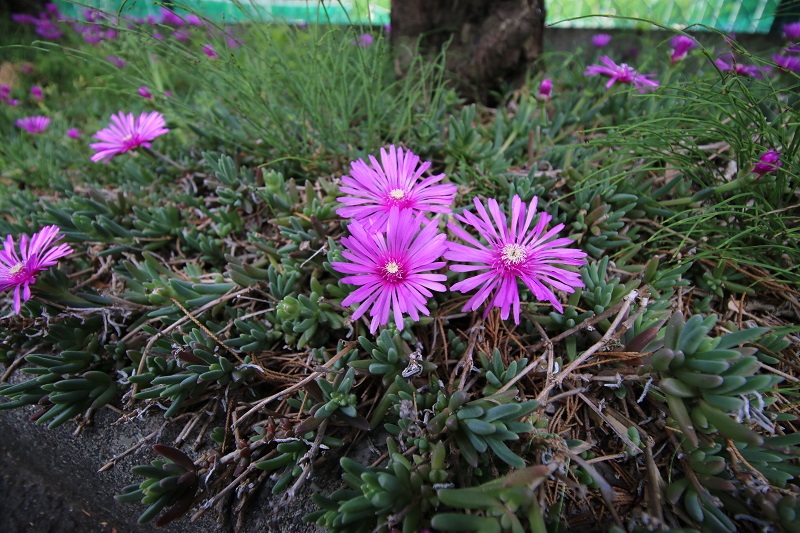 「新緑の季節Ⅲ」　～初夏に向かって～