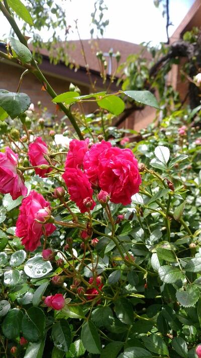 VOX79_2024-05-16_MisonoRoses_DSC_0040_Trimmed.jpg