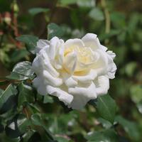 IMG_6087.JPG