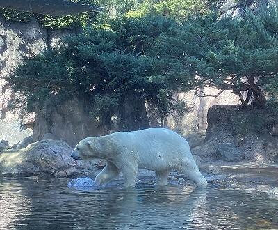 ホッキョクグマ近くで.jpg