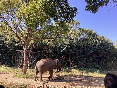 インドゾウ.jpg