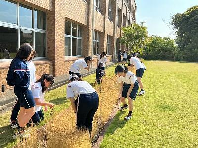 80回生 宗教 麦を育てる