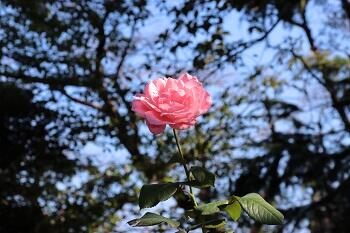女子校合同説明会に参加します