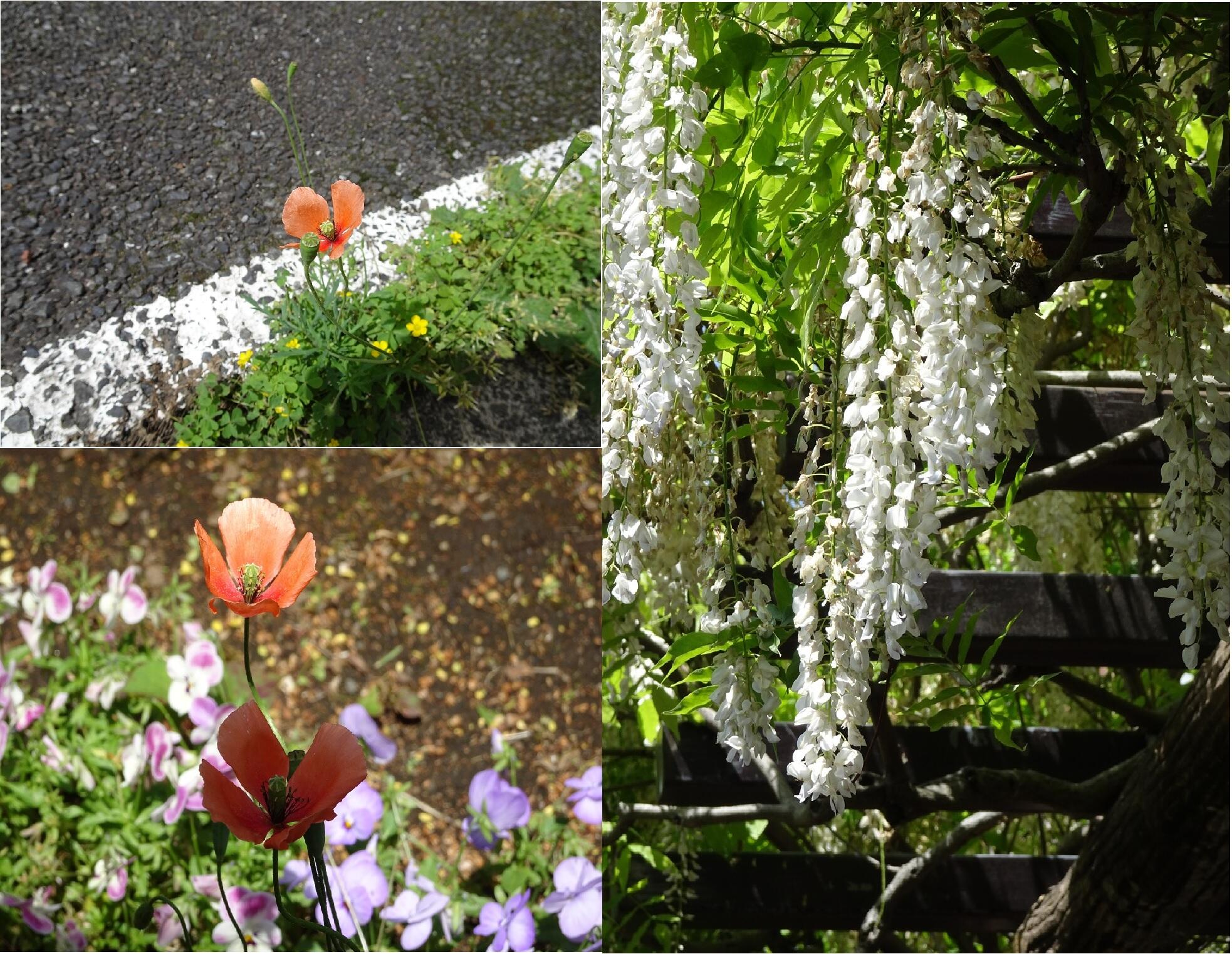 校長の声『 See the Lilies of the Field  』
