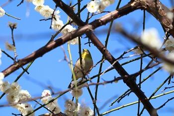 【中学】2月21日（土）ミニ学校説明会を開催します！